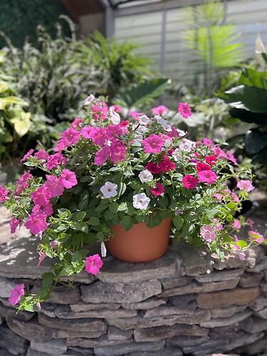Proven Winner Container - Pink / Purple