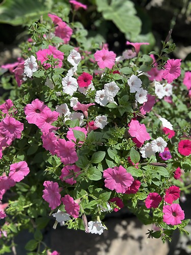 Proven Winner Container - Pink / Purple