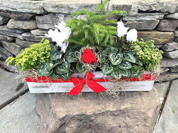 Christmas Collection