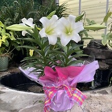 Double Stem Easter Lily