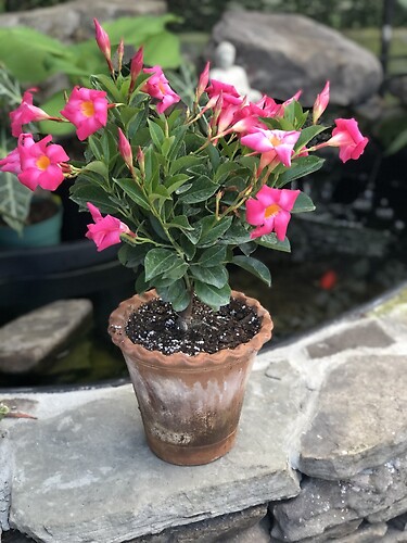 Dipladenia - Mandeville in 6" clay pot