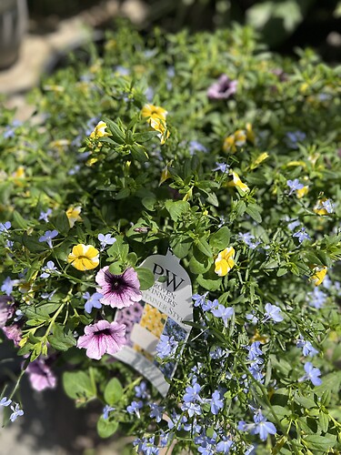 Proven Winner Container - Purple / Blue / Yellow