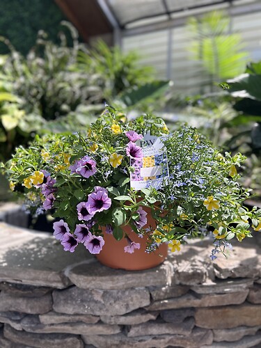 Proven Winner Container - Purple / Blue / Yellow