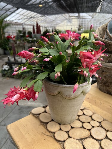 Christmas Cactus