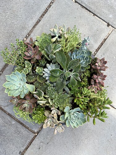 Succulent Garden
