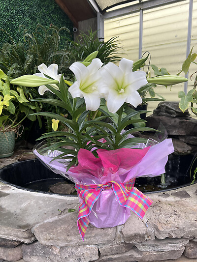 Triple Stem Easter Lily