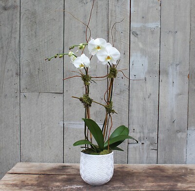 Splendid Orchid